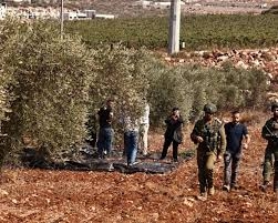 مستوطنون يمنعون المزارعين الفلسطينيين من قطف ثمار الزيتون في نابلس ورام الله
