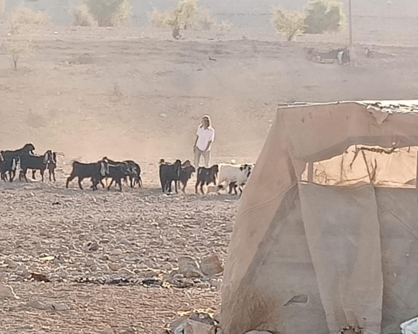 مستوطنون يقتحمون شلال العوجا شمال أريحا