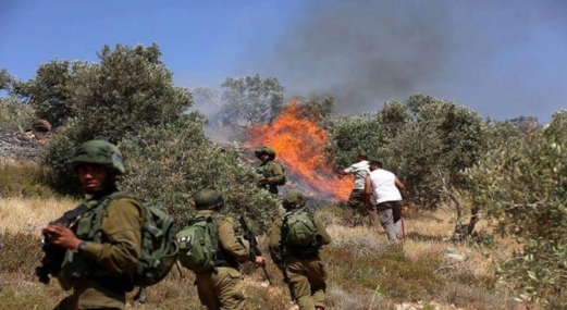 مستوطنون صهاينة يحرقون مئات الأشجار جنوب نابلس