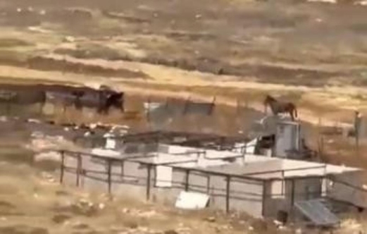 مستوطنون يقيمون بؤرة استيطانية وكنيسًا بنابلس ويهاجمون سكان قرية شلال العوجا 