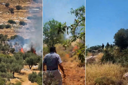 مستوطنون صهاينة يواصلون اعتداءاتهم على ممتلكات وأراضي الفلسطينيين في الضفة