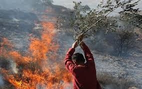 مستوطنون صهاينة يحرقون محاصيل زراعية جنوب الخليل