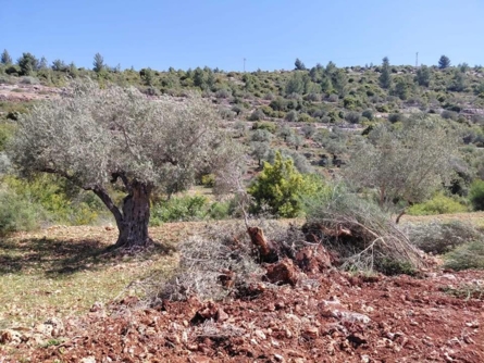 العدو الإسرائيلي يجرف أراضي في قرية أم صفا شمال غرب رام الله