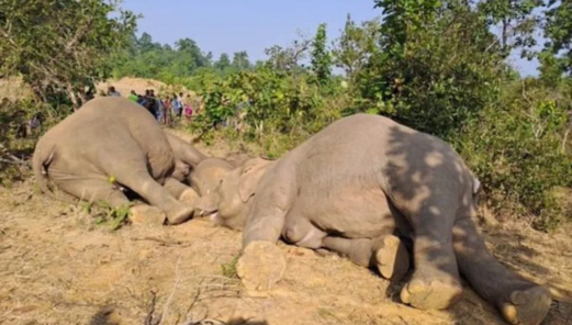 مقتل 7 أفيال بحادث قطار في الهند