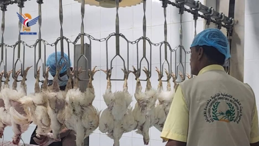 قطاع الدواجن في الحديدة.. حراك واسع نحو الاكتفاء الذاتي واستقرار الإنتاج