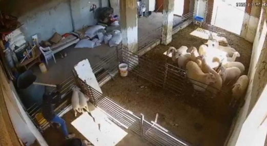 مشاهد توثق هجوم و اعتداء وحشي شنه مستوطنون على منزل بالخليل