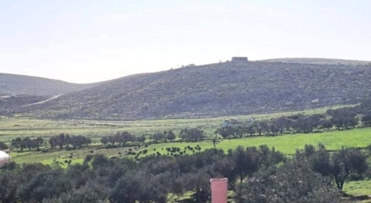 مستوطنون صهاينة يطلقون أغنامهم في أراضي سنجل شمال رام الله 