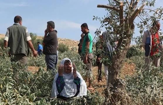 مستوطنون صهاينة يهاجمون قاطفي الزيتون في سلفيت ونابلس