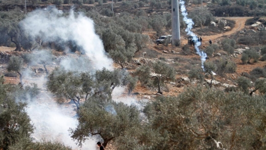 قطعان المستوطنين يهاجمون قاطفي الزيتون في نابلس وطولكرم