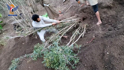 توجهات نحو زراعة البن بدلاً عن القات بمحافظة صنعاء - الحيمة الداخلية نموذج