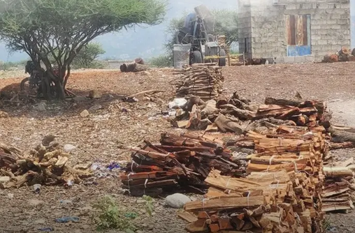 التحطيب الجائر.. استنزاف يهدد مستقبل البيئة في اليمن 