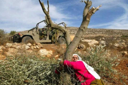قوات صهيونية تقتلع أشجار زيتون في بلدة سنجل