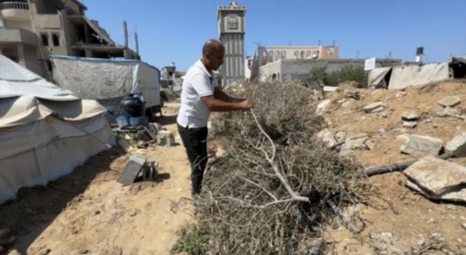 ناطق الزراعة بغزة :الحرب تقضي على 92% من إنتاج الزيتون في غزة