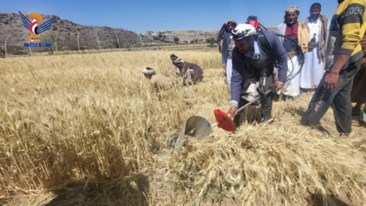 تدشين موسم حصاد محصول القمح بمديريات القطاع الغربي بمحافظة صنعاء