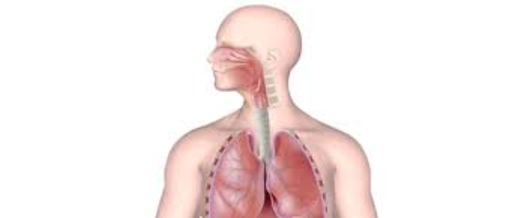 ما هي فوائد التنفس من الأنف؟