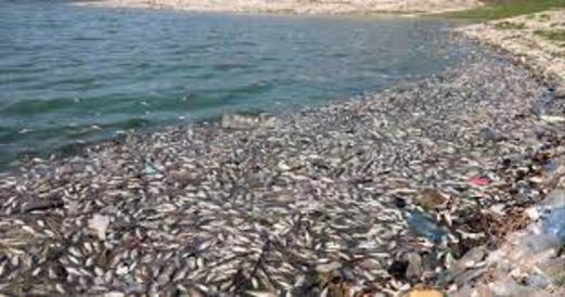 40 طنا من السمك النافق على ضفاف بحيرة لبنانية ملوثة