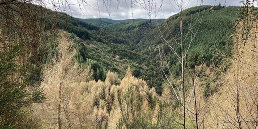 تحطم مروحية جنوب شرق نيوزيلندا ومقتل طيارها