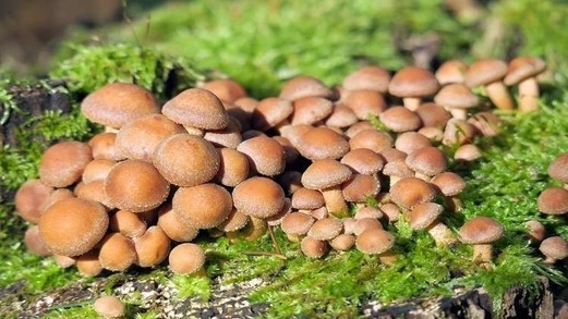 علماء صينيون يكتشفون نوعا من الفطريات البحرية قادرة على تحليل البلاستيك