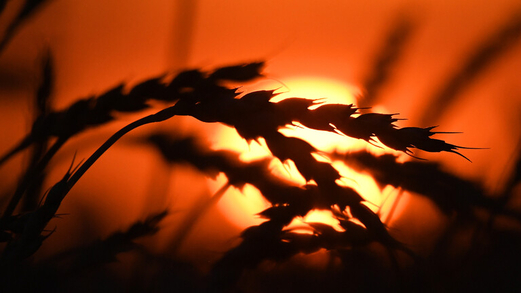 تحذيرات من اضطرابات في عدد من البلدان بسبب ارتفاع أسعار المواد الغذائية جراء العقوبات ضد روسيا