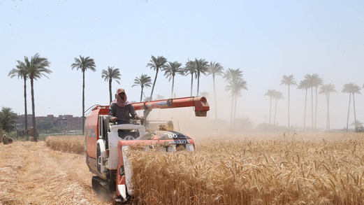 سوق القمح العالمية.. أكبر مصدري ومشتري القمح بينهم 3 دول عربية