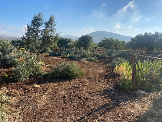 المستوطنون اليهود يقتلعون أشجار الفلسطينيين في الضفة المحتلة