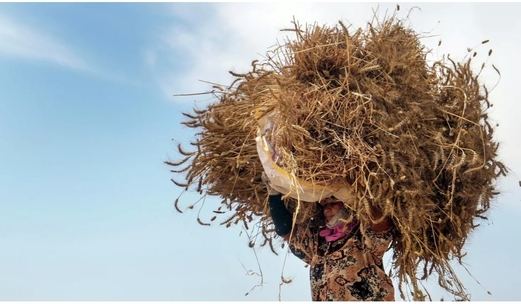 أوكرانيا تعتزم خفض زراعة القمح العام الجاري بأكثر من 20%