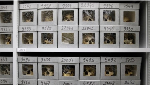 “نيويورك تايمز” تكشف الجماجم التي أعادتها فرنسا للجزائر ليست لمقاتلي المقاومة