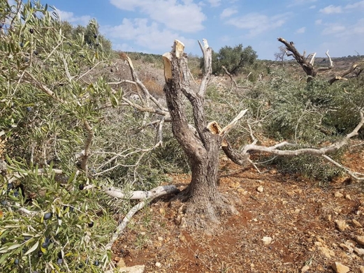 العدو الصهيوني يقتلع 2000 شجرة زيتون غرب سلفيت