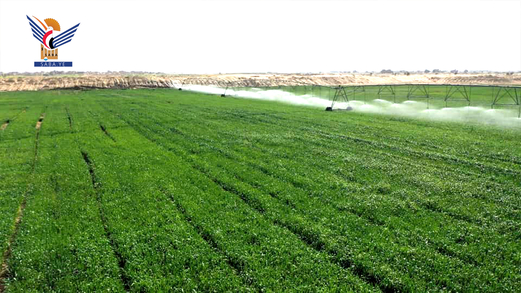 تفقد مزارع القطاع الحكومي لإكثار البذور في الجوف