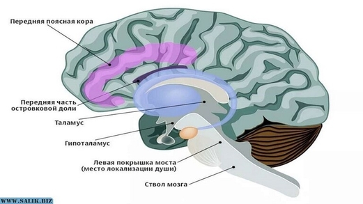 شيخوخة الدماغ مرتبطة بخلل في البروتينات في خلايا منطقة ما تحت المهاد