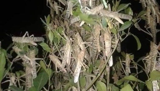 الزراعة تحذر من آثار تزايد أسراب الجراد الصحراوي على الأمن الغذائي