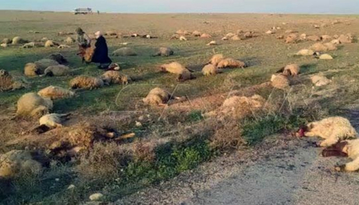 سوريا.. استشهاد وإصابة عدد من رعاة الأغنام بهجوم إرهابي في ريف دير الزور