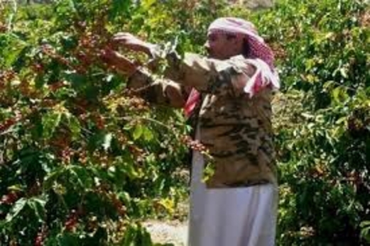 البن اليمني.. جودة وشهرة عالمية