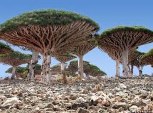 أكذوبة الانسحاب الإماراتي من اليمن