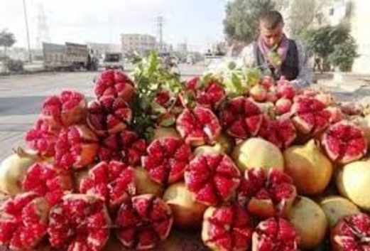 الزراعة تصدر دليل عن الإدارة المتكاملة لمحصول الرمان