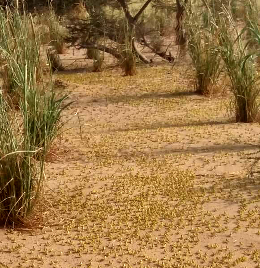 موجة جراد شرسة تٌنذر بكارثة اقتصادية وخسارة المحاصيل الزراعية بمناطق السهل التهامي