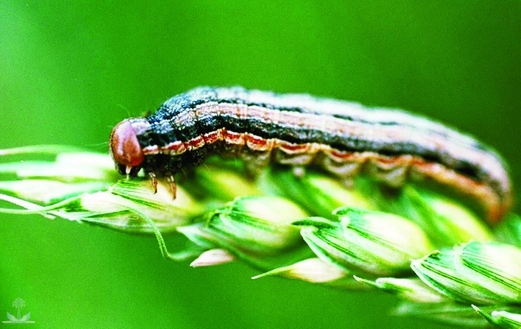 الزراعة تنفذ حملة ميدانية لمكافحة دودة الحشد الخريفية في الحديدة وريمة وذمار