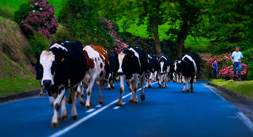 الجيش يتدخل ليروي ظمأ الأبقار في سويسرا