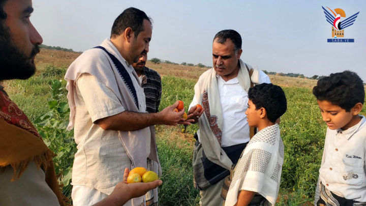 محافظ حجة يطلّع على مزارع الذرة والطماطم في عبس