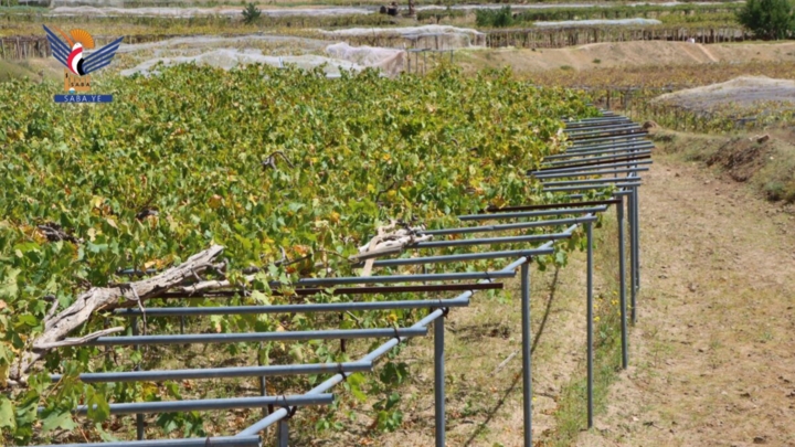 الجمعيات التعاونية الزراعية في محافظة صنعاء.. ذراع التنمية المستدامة وركيزة الأمن الغذائي 