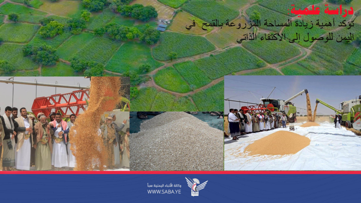 دراسة علمية تؤكد أهمية زيادة المساحة المزروعة بالقمح في اليمن للوصول إلى الاكتفاء الذاتي