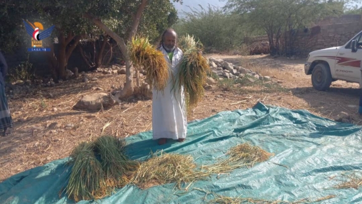 حجة .. حصاد محصول الأرز في مديرية بني قيس بعد نجاح تجربة زراعته