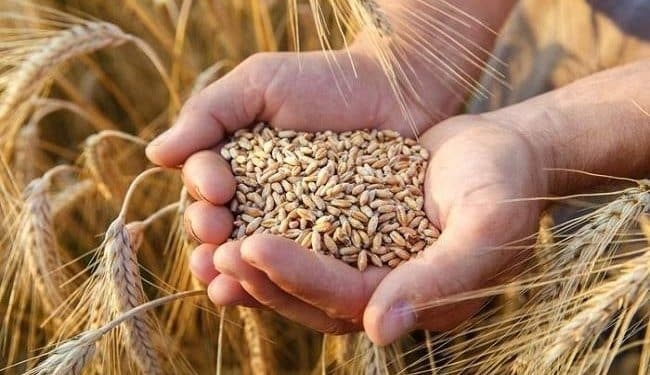القمح ينخفض 3% والذرة تتراجع مع إعلان ترامب وقف إطلاق النار
