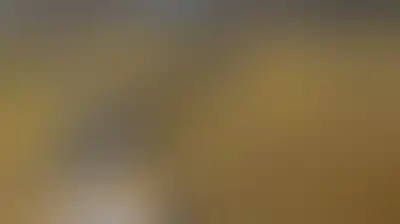 تدشين موسم حصاد القمح الصيفي المحسّن بمديرية جحانة في محافظة صنعاء