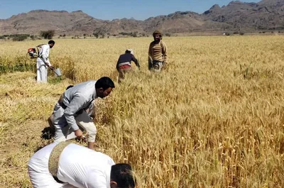 تدشين موسم حصاد القمح الصيفي المحسّن بمديرية جحانة في محافظة صنعاء
