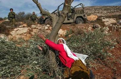 فلسطين: موسم الدم والزيتون .. حرب المستوطنين المفتوحة على الشجرة المباركة في الضفة 