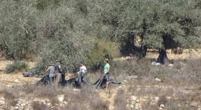 مستوطنون يسرقون زيتون مسافر يطا جنوب الخليل