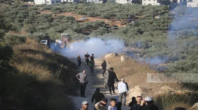 الأمم المتحدة: هجوم المستوطنين على موسم قطف الزيتون الفلسطيني أداة للتهجير والسلب