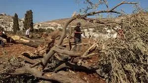 لليوم الثاني.. العدو الإسرائيلي يواصل تجريف الأراضي الزراعية واقتلاع الأشجار في عرابة جنوب جنين