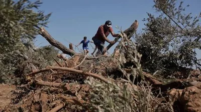 ألبانيز: اقتلاع أشجار الزيتون بالضفة الغربية تطهير عرقي متسارع